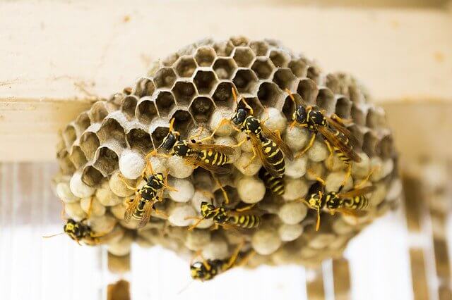 How To Remove A Wasps Nest Naturally