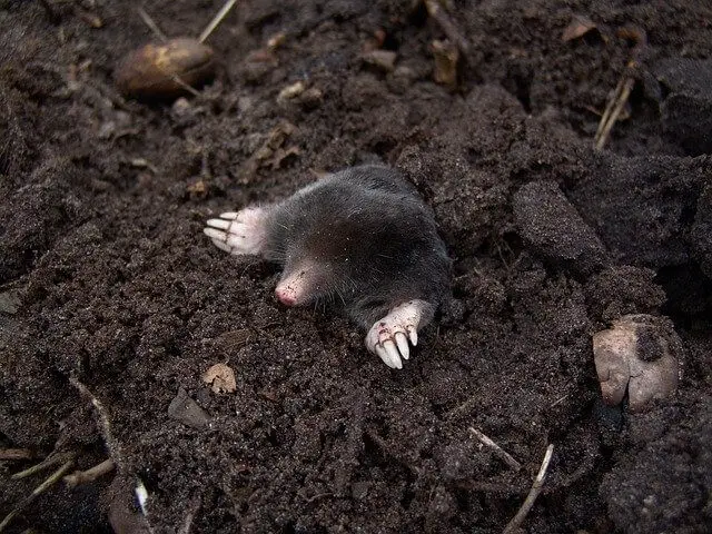 How to Prevent and Get Rid of Moles in The Garden