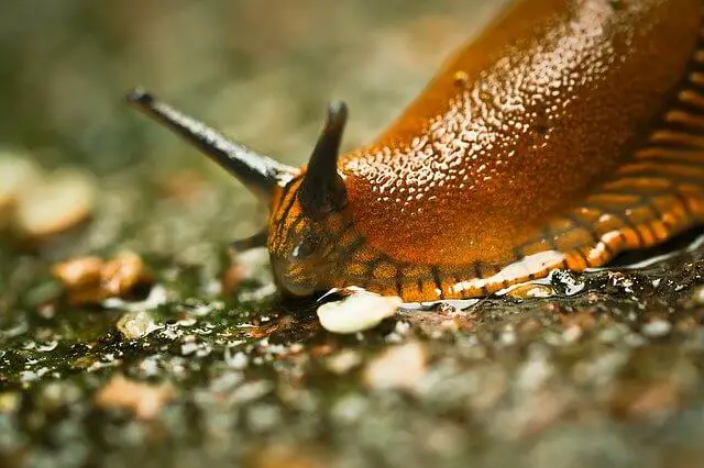 Why Do Slugs Come into My House and How To Get Rid of Them?
